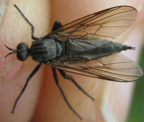 Réf. 182 157 : Rhamphomyia stigmosa